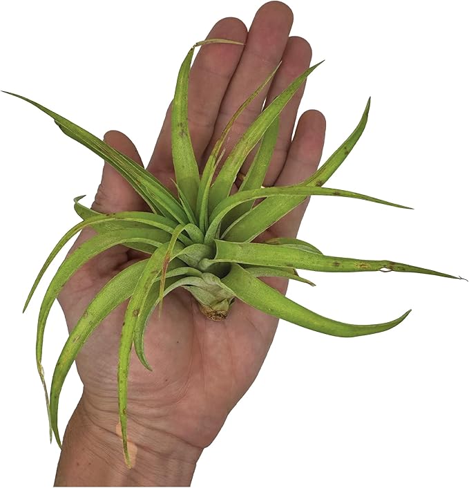 Air Plants - Tillandsia Capitata (Peach), Large 5-7” - 2 ct - Live Arrival Guaranteed - House Plants for Home Decor & Gift-PurrikoPets