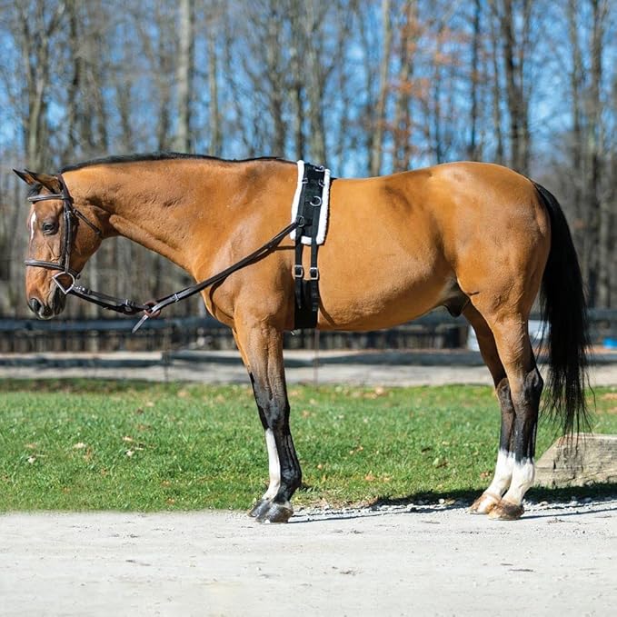 Dura-Tech Fleece Lined Training Surcingle for Horses | Essential for Lunging Work | Comfortable Fleece Lining | Durable Poly Material | Versatile D-Ring Placement | Suitable for All Training Levels-PurrikoPets