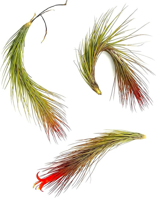 Air Plants - Tillandsia Funckiana Hybrid, Large 5-7" - 3ct - Live Arrival Guaranteed - House Plants for Home Decor & Gift-PurrikoPets