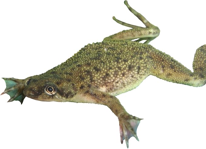 African Dwarf Frog Starter Kit- Includes Certificate for 2 Live Frogs- All-in-One Bundle with Book, Small Aquarium, Food, Instructions Now-PurrikoPets