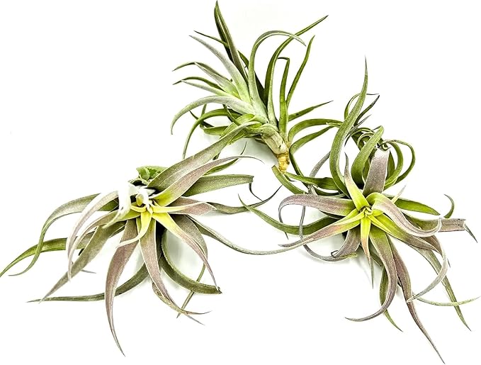 Air Plants - Tillandsia Cacticola, Jumbo 6-9" - 1ct - Live Arrival Guaranteed - House Plants for Home Decor & Gift-PurrikoPets