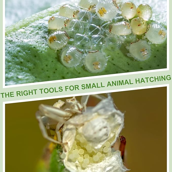 20 Pcs Insect Spider Terrariums Breeding Box Small Reptile Hatching Container Transparent Cricket Keeper Breeder Box Feeding Spider Cage with Lid for Scorpion Gecko Tortoise Centipede Tarantula-PurrikoPets