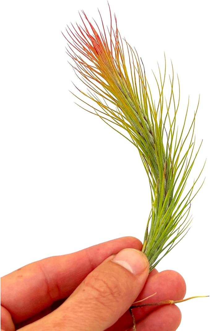 Air Plants - Tillandsia Funckiana Hybrid, Large 5-7" - 1ct - Live Arrival Guaranteed - House Plants for Home Decor & Gift-PurrikoPets