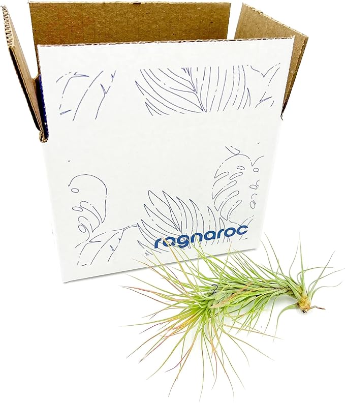 Air Plants - Tillandsia Funckiana, Large 5" - 1ct - Live Arrival Guaranteed - House Plants for Home Decor & Gift-PurrikoPets