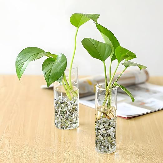 2.5LB Succulent and Cactus Pebbles, 1/5 Inch Jade Pebbles for Indoor Plants, Decorative Gravel for Vases, Bamboo, Succulent, Terrarium, Crafts, Cactus-PurrikoPets