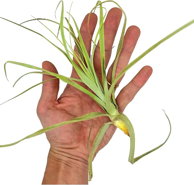 Air Plants - Tillandsia Straminea Jumbo 6-9" - 1ct - Live Arrival Guaranteed - House Plants for Home Decor & Gift-PurrikoPets