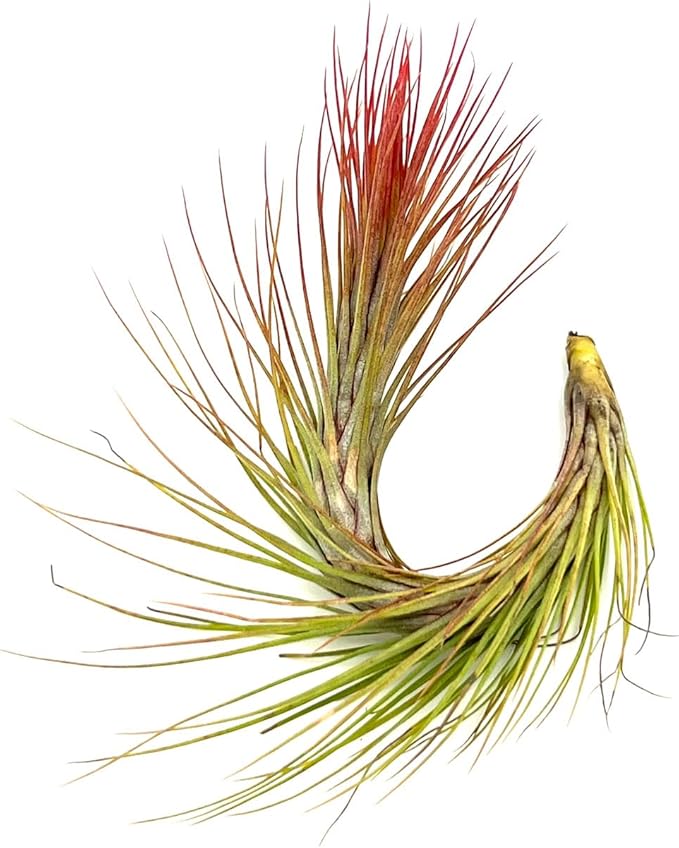 Air Plants - Tillandsia Funckiana Hybrid, Large 5-7" - 1ct - Live Arrival Guaranteed - House Plants for Home Decor & Gift-PurrikoPets
