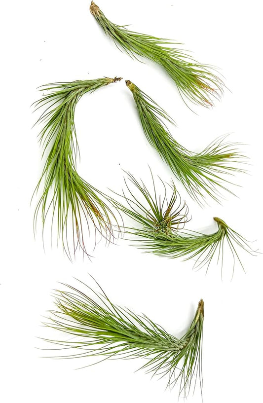 Air Plants - Tillandsia Funckiana Hybrid, Large 5-7" - 5ct - Live Arrival Guaranteed - House Plants for Home Decor & Gift-PurrikoPets