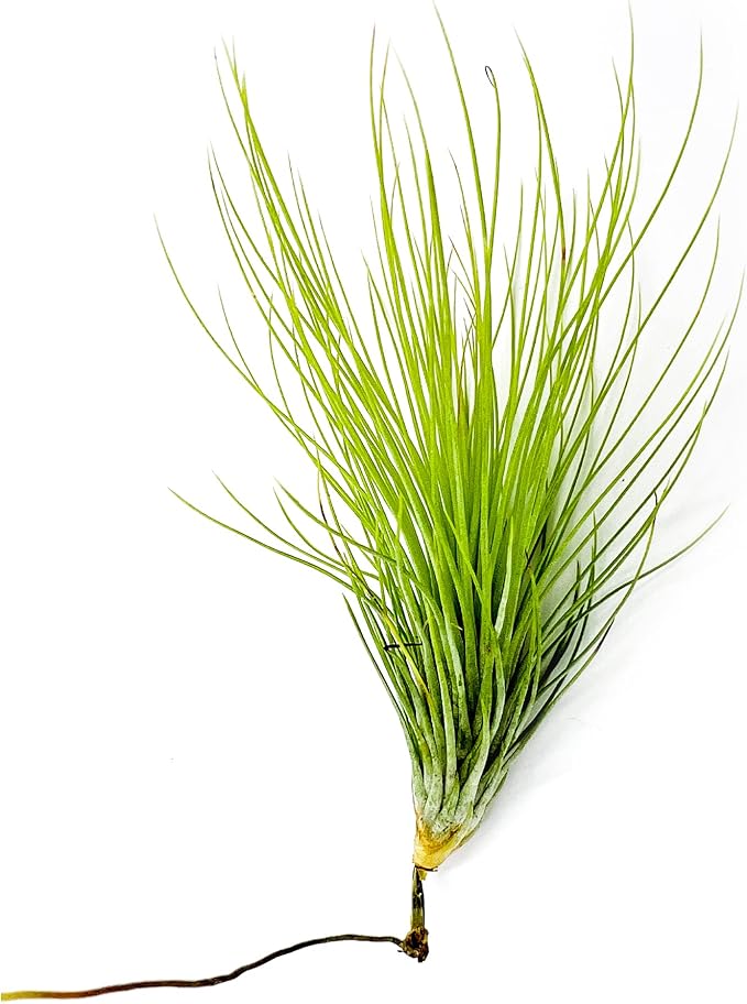 Air Plants - Tillandsia Andreana, Large 4-6" - 1ct - Live Arrival Gauranteed - House Plants for Home Decor & Gift-PurrikoPets