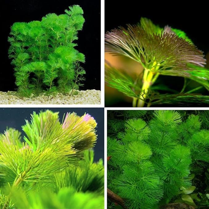 21 Stems Cabomba Live Plants Aquarium, Green Cabomba Live Aquarium Plants, Cabomba Plants Live, 4 to 6 Inches Tall-PurrikoPets