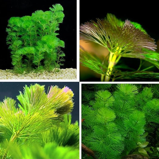 21 Stems Cabomba Live Plants Aquarium, Green Cabomba Live Aquarium Plants, Cabomba Plants Live, 4 to 6 Inches Tall-PurrikoPets