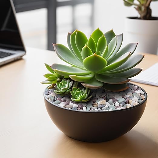 5 lbs Natural Pea Gravel Pebbles for Aquarium, Fish Tank, 3/8 inch Decorative Pebbles for Indoor Plants, Succulent, Bamboo, Vase, Drainage Rocks for Potted Plants, Top Dressing, Mixed Color-PurrikoPets