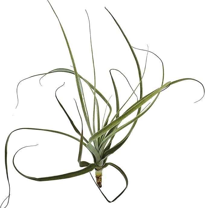 Air Plants - Tillandsia Straminea Jumbo 6-9" - 3ct - Live Arrival Guaranteed - House Plants for Home Decor & Gift-PurrikoPets