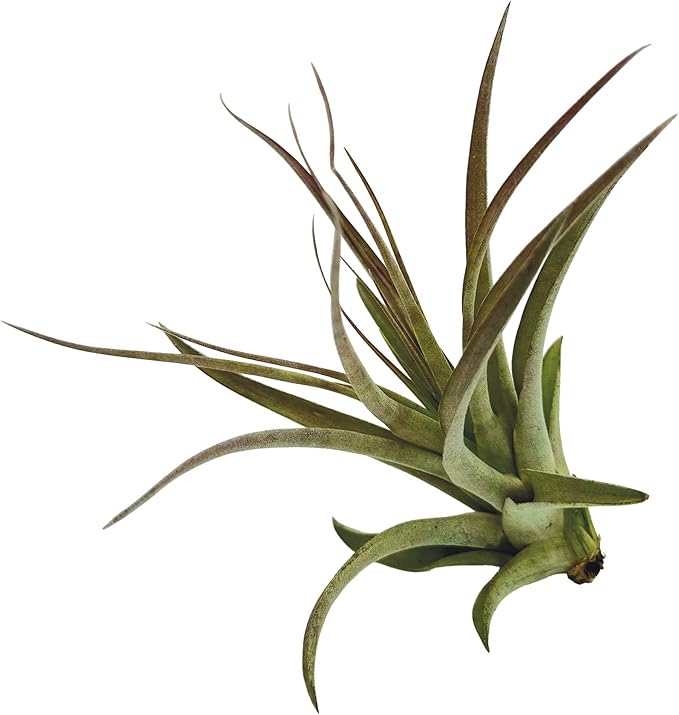 Air Plants - Tillandsia Brachycaulos Multiflora, Jumbo 5-7" - 5 ct - Live Arrival Guaranteed - House Plants for Home Decor & Gift-PurrikoPets