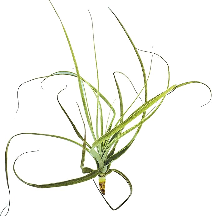 Air Plants - Tillandsia Straminea Jumbo 6-9" - 1ct - Live Arrival Guaranteed - House Plants for Home Decor & Gift-PurrikoPets