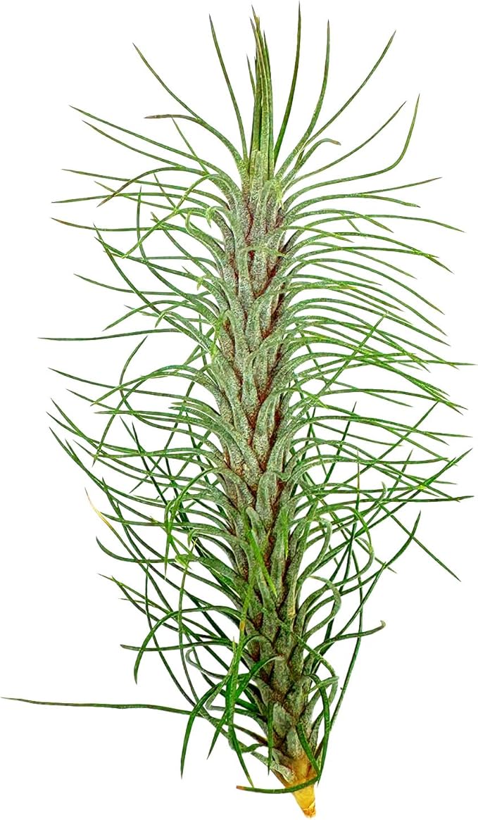 Air Plants - Colombian Tillandsia Funckiana, Large 5" - 3ct - Live Arrival Guaranteed - House Plants for Home Decor & Gift-PurrikoPets