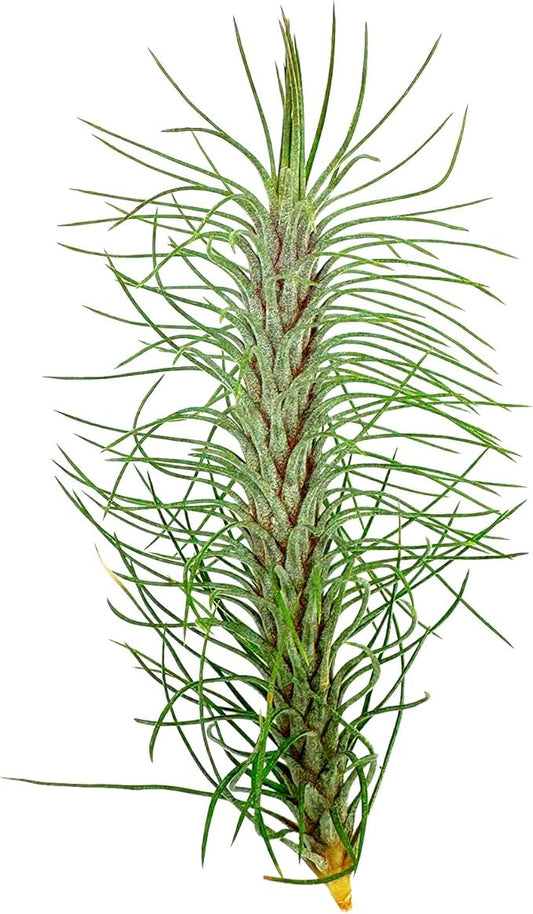 Air Plants - Colombian Tillandsia Funckiana, Large 5" - 1ct - Live Arrival Guaranteed - House Plants for Home Decor & Gift-PurrikoPets