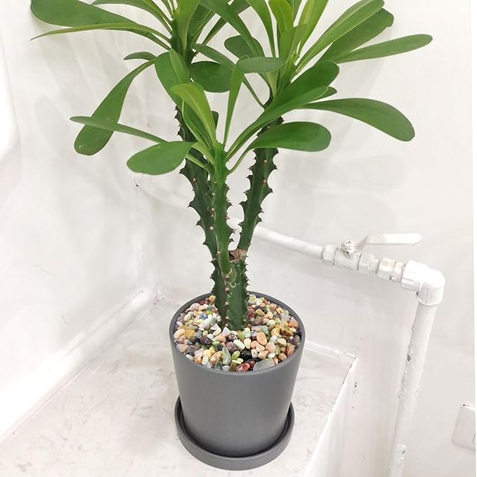 10 lbs Small Succulent Rocks, 3/8 Inch Colorful Polished Pebbles for Indoor Plants. Decorative Rocks for Plants Indoor, Vases, Planters Aquarium and Outdoor Landscaping Garden-PurrikoPets