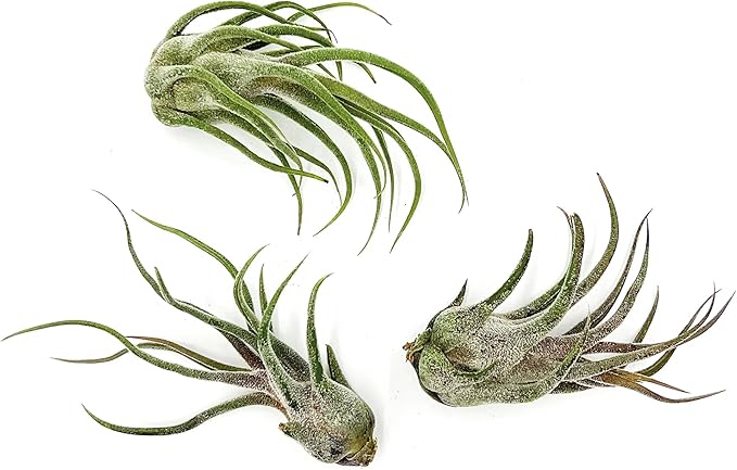 Air Plants - Tillandsia Pruinosa, Large 3-5" - 3ct - Live Arrival Guaranteed - House Plants for Home Decor & Gift-PurrikoPets