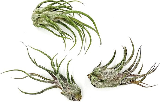 Air Plants - Tillandsia Pruinosa, Large 3-5" - 3ct - Live Arrival Guaranteed - House Plants for Home Decor & Gift-PurrikoPets