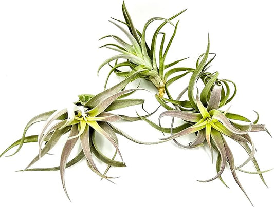 Air Plants - Tillandsia Cacticola, Jumbo 6-9" - 3ct - Live Arrival Guaranteed - House Plants for Home Decor & Gift-PurrikoPets
