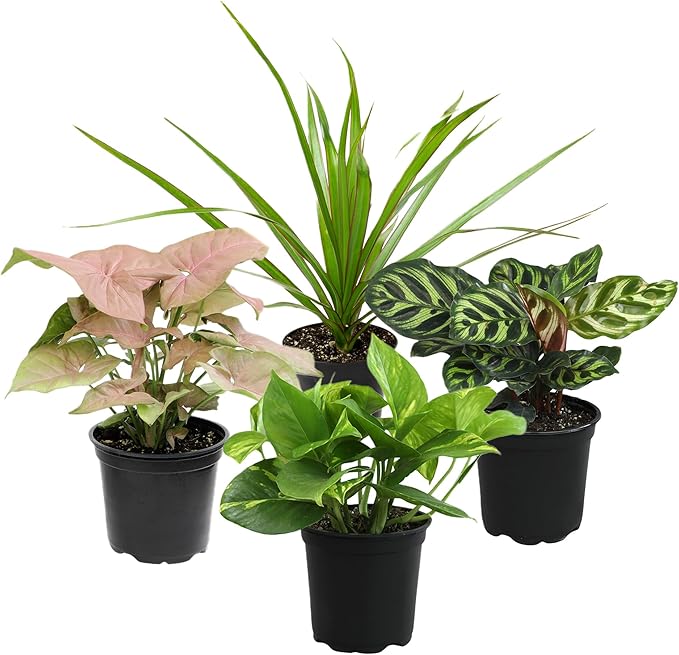 Essential Houseplant Collection (4PK) Live Plants Indoor Plants Live Houseplants in Plant Pots, Easy House Plants Indoors Live, Snake Plant, Pothos in Potting Soil, Clean Air Plants by Plants for Pets-PurrikoPets