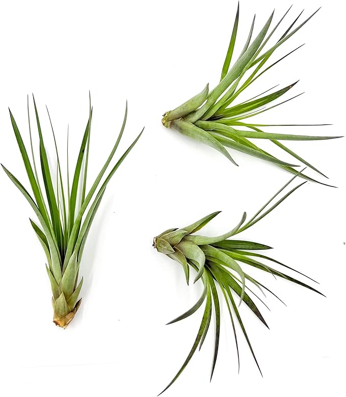 Air Plants - Tillandsia Fasciculata Tricolor, Large 4-6" - 3ct - Live Arrival Guaranteed - House Plants for Home Decor & Gift-PurrikoPets