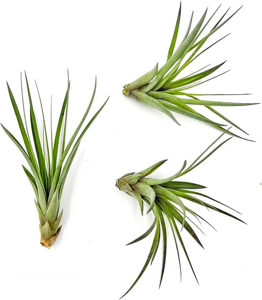 Air Plants - Tillandsia Fasciculata Tricolor, Large 4-6" - 3ct - Live Arrival Guaranteed - House Plants for Home Decor & Gift-PurrikoPets