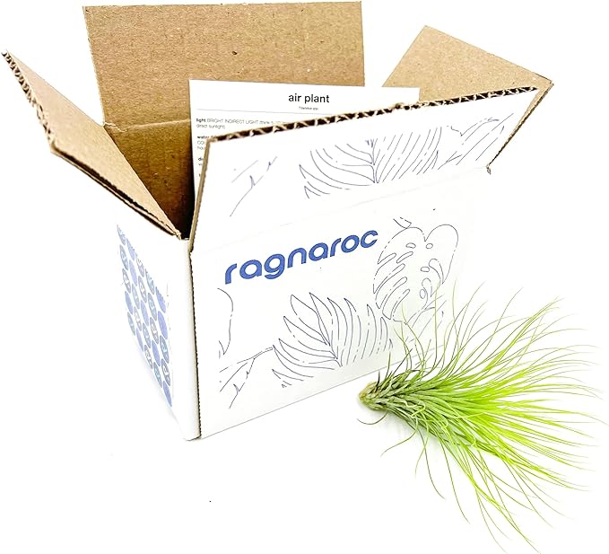 Air Plants - Tillandsia Andreana, Large 4-6" - 1ct - Live Arrival Gauranteed - House Plants for Home Decor & Gift-PurrikoPets