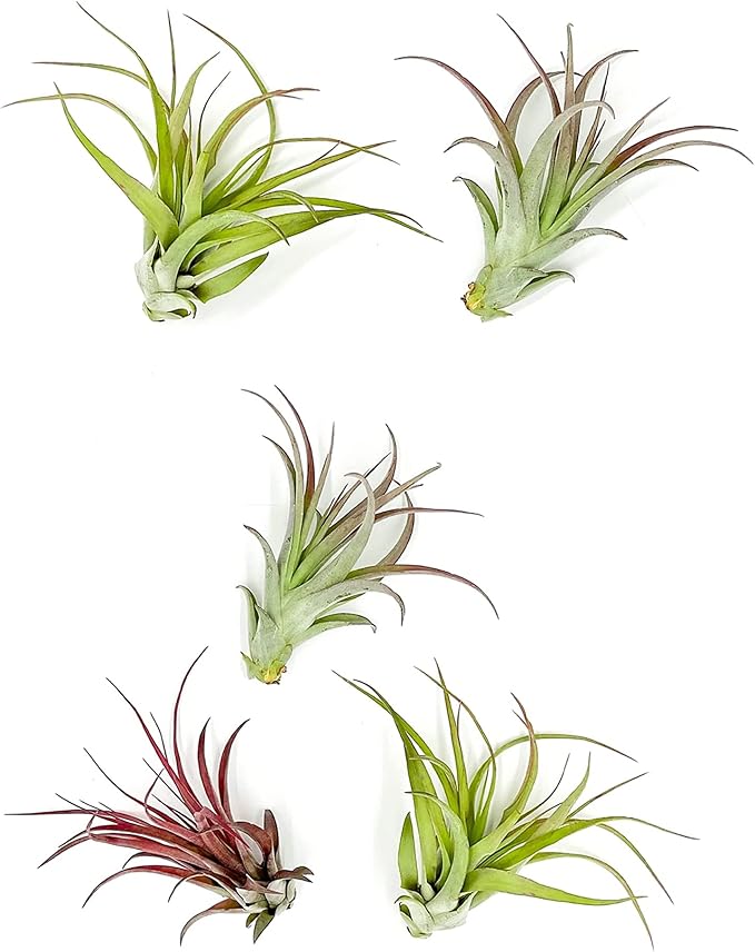 Air Plants - Tillandsia Brachycaulos Multiflora, Jumbo 5-7" - 5 ct - Live Arrival Guaranteed - House Plants for Home Decor & Gift-PurrikoPets