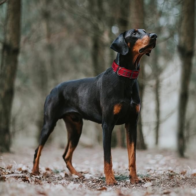 Fida Heavy Duty Dog Collar 1.5” Width, Ultra Soft Neoprene Padded, Adjustable Reflective Nylon Pet Collar with Two Metal Pin Belt Buckle for Large/X-Large Breeds (XL, Red)-PurrikoPets