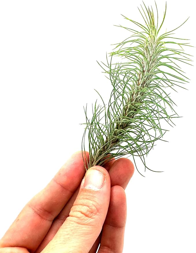 Air Plants - Colombian Tillandsia Funckiana, Large 5" - 3ct - Live Arrival Guaranteed - House Plants for Home Decor & Gift-PurrikoPets