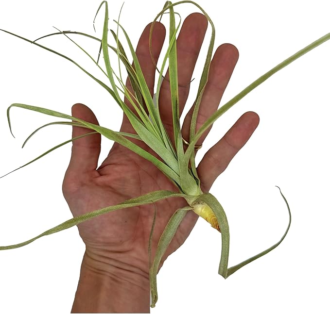 Air Plants - Tillandsia Straminea Jumbo 6-9" - 5ct - Live Arrival Guaranteed - House Plants for Home Decor & Gift-PurrikoPets