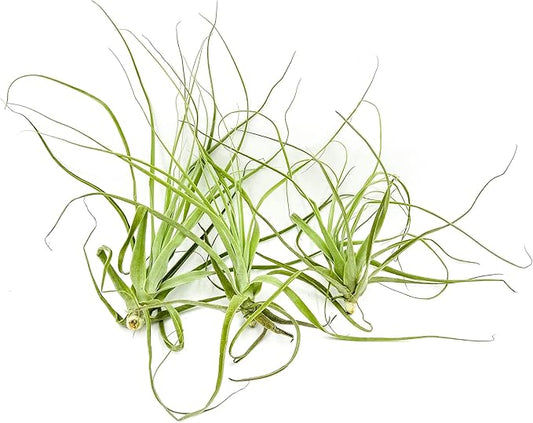 Air Plants - Tillandsia Straminea Jumbo 6-9" - 3ct - Live Arrival Guaranteed - House Plants for Home Decor & Gift-PurrikoPets
