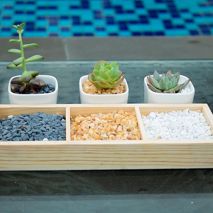 3lb White Cactus Pea Gravel Rocks,1/4 Inch Pebbles for Indoor Plants, Natural Succulent Rock and River Rocks Decorative for Aquariums, Vases, Outdoor Gardening, Top Dressing for Potted Plants-PurrikoPets