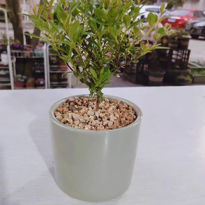 5 lbs Maifanitum Stones for Succulent,1/4 Inch Decorative Rocks for Indoor Plants, Bonsai, Soil Cover. Small Stones for Promote Soil Root Growth, Water Drainage and Plant Growth(5-8 mm)-PurrikoPets