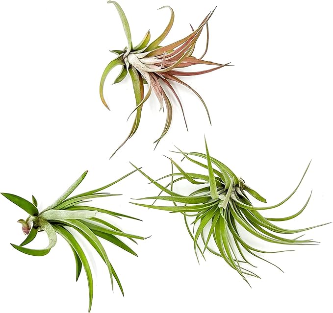 Air Plants - Tillandsia Brachycaulos Abdita, Large 4-6" - 3 ct - Live Arrival Guaranteed - House Plants for Home Decor & Gift-PurrikoPets
