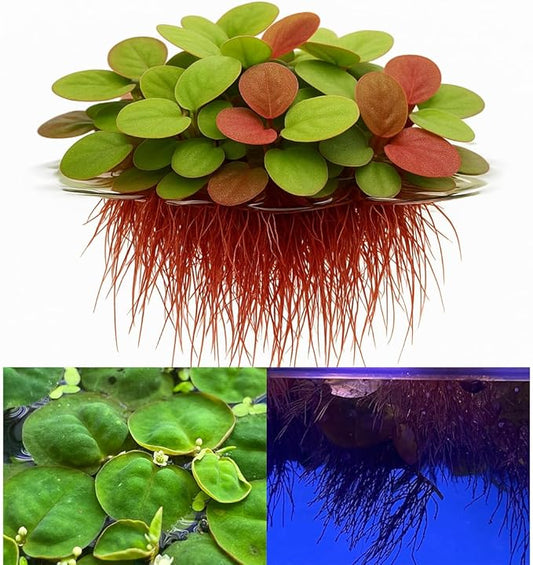 10 Plus Red Root Floater Plants Phyllanthus fluitans Floating Pond Plant Live Aquarium Floating Plants Create Shade and Hiding for Your Fish and Other inhabitants-PurrikoPets