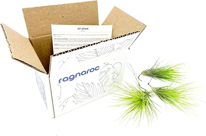 Air Plants - Tillandsia Andreana, Large 4-6" - 3ct - Live Arrival Gauranteed - House Plants for Home Decor & Gift-PurrikoPets