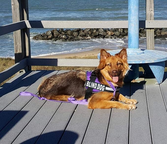 Doggie Stylz Blind Dog Harness No Pull No Escape Dog Vest for Blind Dogs Adjustable Vest with Handle Blind Dog Accessories and Patches for Training and Mobility-PurrikoPets