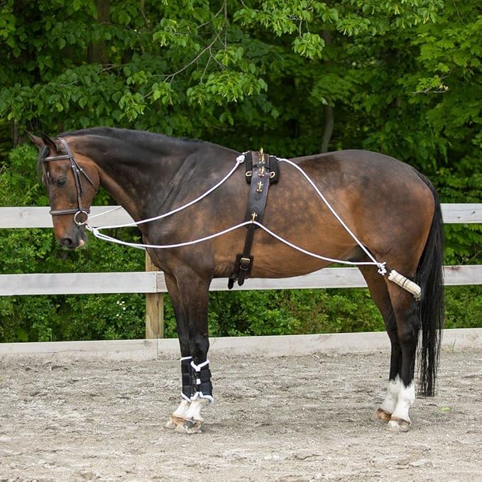 Advanced European Training System | Advanced Training Tool | Enhances Horse Carriage and Headset | Encourages Forward Movement | Strengthens Key Muscles | Not for Beginners-PurrikoPets