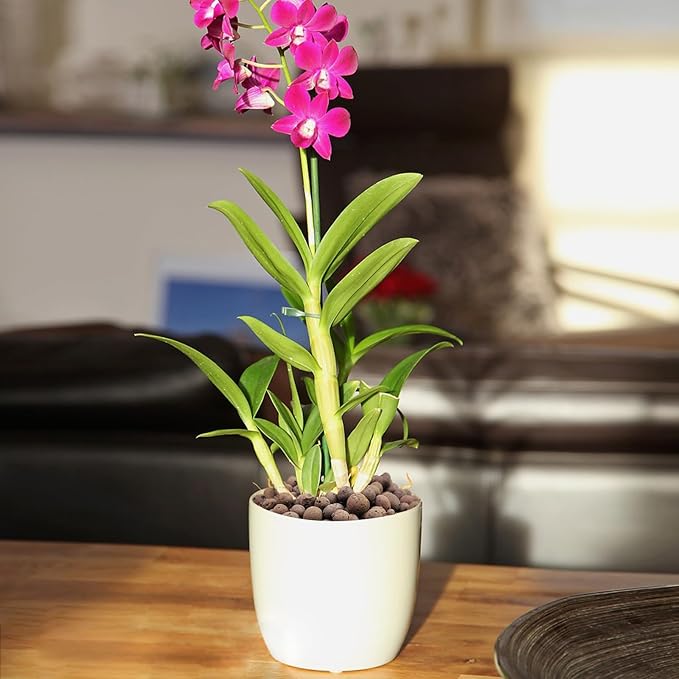 5 lbs Clay Pebbles for Plants, 8-12 mm Leca Clay Balls for Indoor Plants, Orchid Potting Mixes, Hydroponic Growing, Aquaponics, Potted Top Dressing and Drainage-PurrikoPets