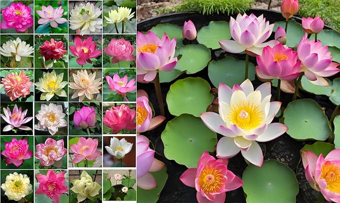 50 Sacred Lotus Seeds for Planting in Water Mixed Flower Color Pink Red White Yellow Multicolor Aquatic Nelumbo nucifera Bonsai Bowl Lotus Seed Ponds Water Feature Gardens Water Lily (50, Lotus Seed)-PurrikoPets