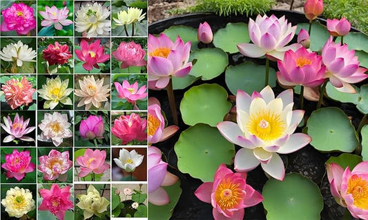 50 Sacred Lotus Seeds for Planting in Water Mixed Flower Color Pink Red White Yellow Multicolor Aquatic Nelumbo nucifera Bonsai Bowl Lotus Seed Ponds Water Feature Gardens Water Lily (50, Lotus Seed)-PurrikoPets