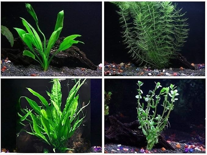 4 Species Aquarium Plants Package - Java Fern (Microsorum), Hornwort (Ceratophyllum demersum), Amazon Sword (Echinodorus), and Moneywort (Bacopa Monniery)-PurrikoPets