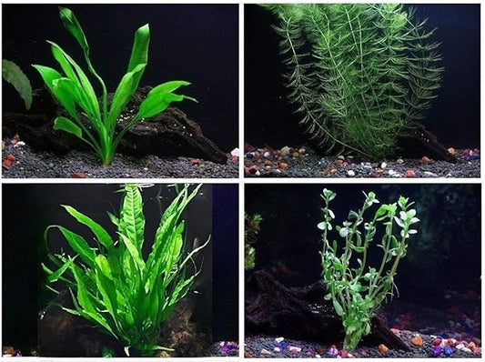 4 Species Aquarium Plants Package - Java Fern (Microsorum), Hornwort (Ceratophyllum demersum), Amazon Sword (Echinodorus), and Moneywort (Bacopa Monniery)-PurrikoPets