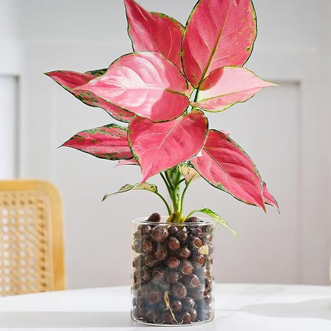 2 lbs Clay Pebbles for Plants, 8-12 mm Leca Clay Balls for Indoor Plants, Orchid Potting Mixes, Hydroponic Growing, Aquaponics, Potted Top Dressing and Drainage-PurrikoPets