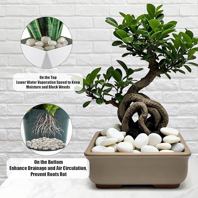 5 Lbs River Rocks for Plants,0.4-1.2 Inch Decorative Ornamental Pebbels, High Polished Stones for Garden Landscaping, Smooth Gravel Filler for Outdoor Plants, Succulents, Fish Tank and Vases, White-PurrikoPets