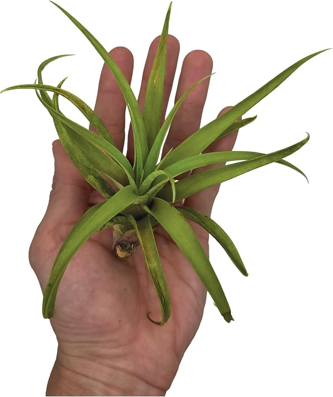 Air Plants - Tillandsia Capitata (Peach), Large 5-7” - 5 ct - Live Arrival Guaranteed - House Plants for Home Decor & Gift-PurrikoPets
