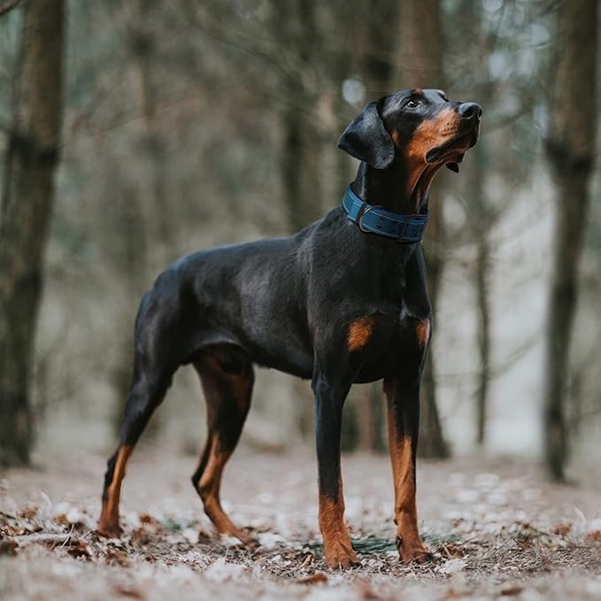 Fida Heavy Duty Dog Collar 1.5” Width, Ultra Soft Neoprene Padded, Adjustable Reflective Nylon Pet Collar with Two Metal Pin Belt Buckle for Extra-Large Breeds (XL, Blue)-PurrikoPets